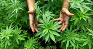 hojas de marihuana