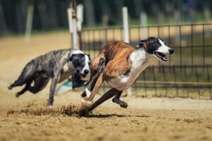 dog racing, dog, animal-2878713.jpg