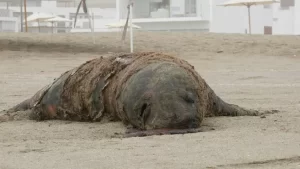 peru-lobos-marinos-gripe-aviar-febrero-2023-afp