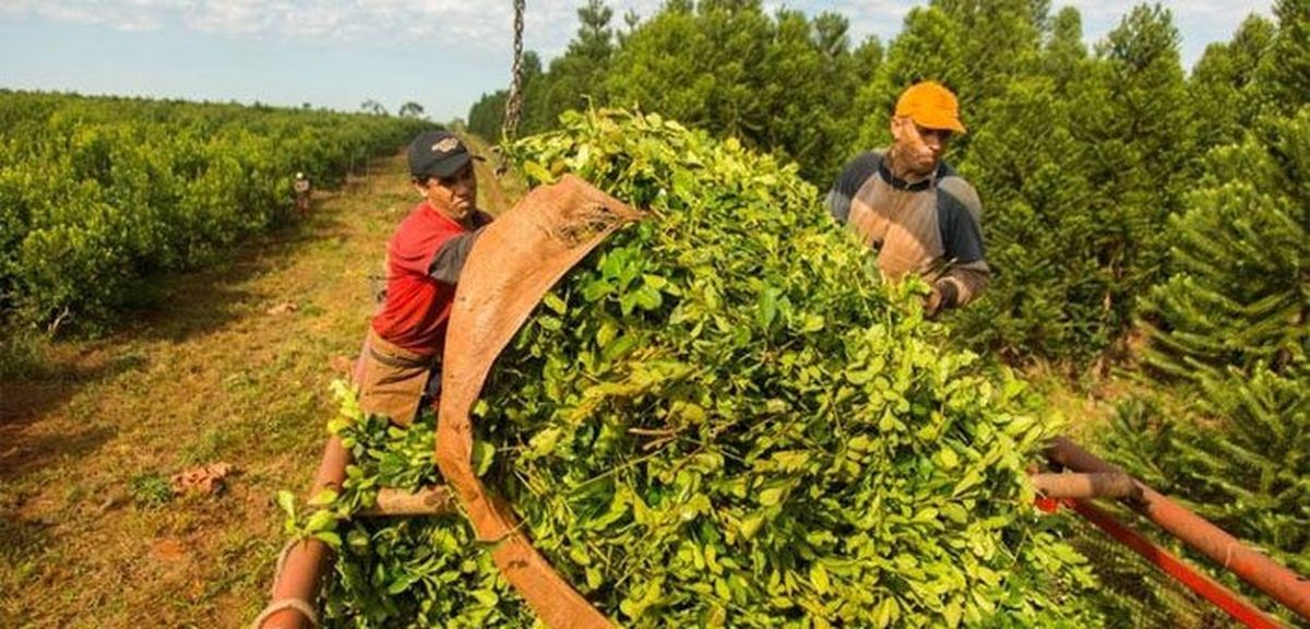 yerba-mate-cosechero