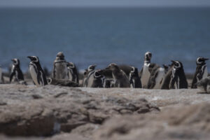 carrusel_pn_islote_lobos_03