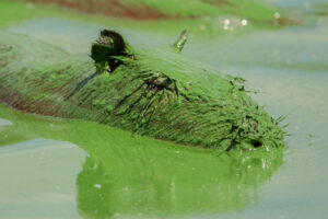 Toxic Algal Bloom Spreads Across Argentine Lakes, Endangering Ecosystem
