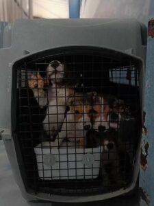 rss-efeaca6e9f7bce4b25bf3aedc3d58540cd662c11c0dw-768x1024-1