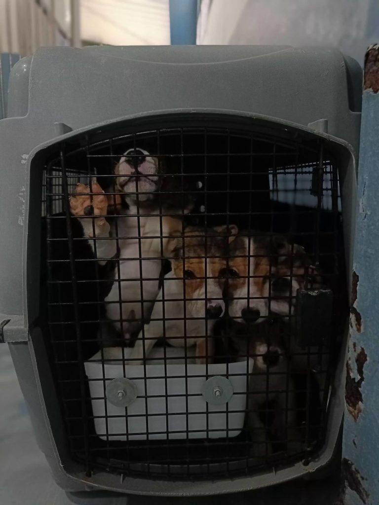 rss-efeaca6e9f7bce4b25bf3aedc3d58540cd662c11c0dw-768x1024-1