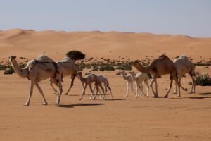 rss-efebb2acd6e42d3fc01b7bf27ec4d280772758aeb43w-1024x683-1