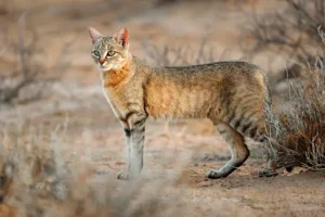 gato-montés-de-cuerpo-completo