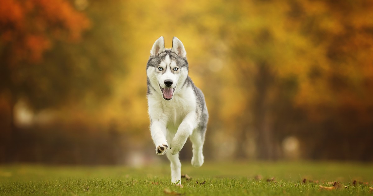 3Dn0wkdzV_1200x630__1