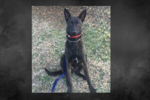 Shadow-k9-graham-1024x682-1