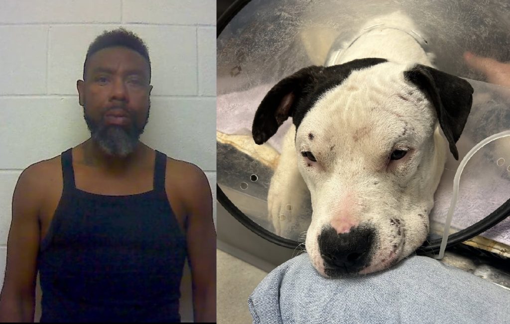 crueldad-animal-craven-1024x651-1