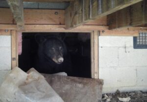 oso-negro-1024x707-1