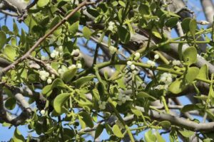 601007935_1310975534405963_5835217878994828326_n-1024x683-1