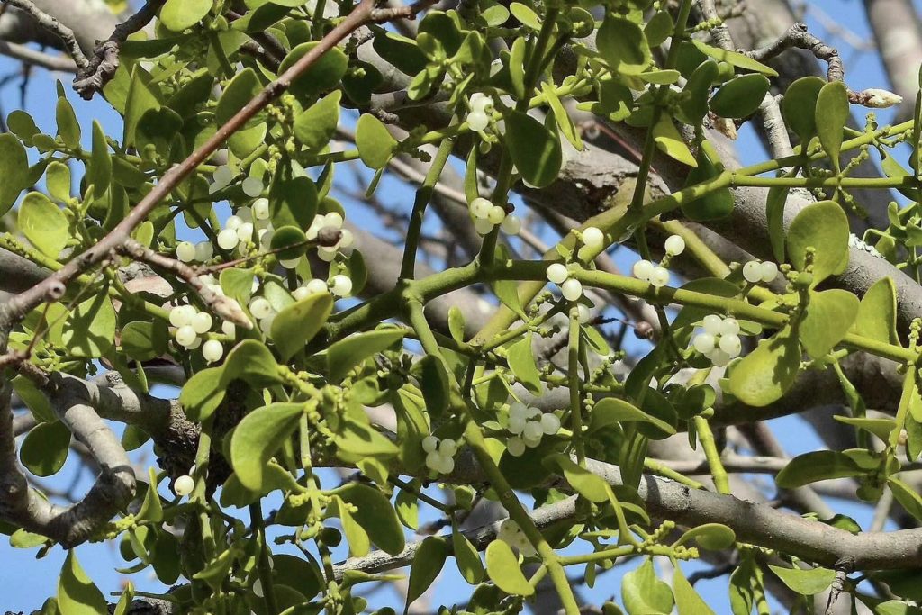 601007935_1310975534405963_5835217878994828326_n-1024x683-1