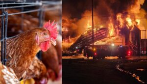 hens-factory-chicken-cages-1024x585-1