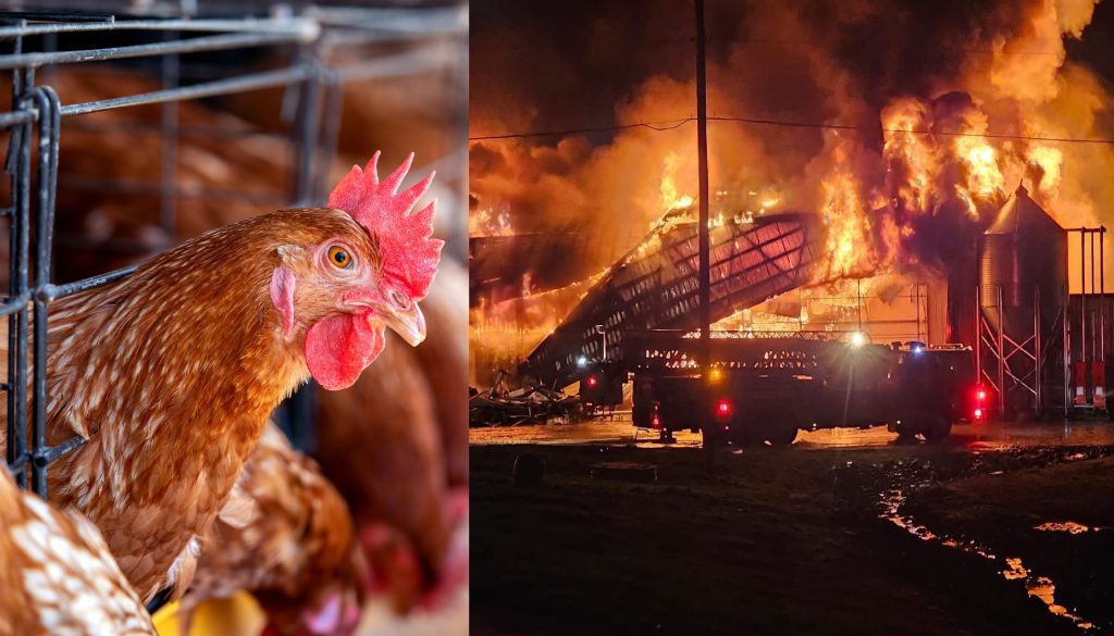 hens-factory-chicken-cages-1024x585-1