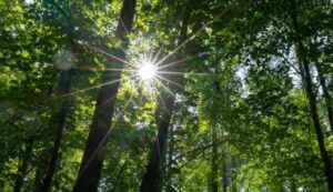 suntrees-1024x590-1