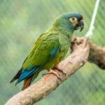 Buscan devolver a Argentina una especie que se extinguió del país hace décadas